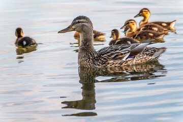 A family of ducks, a duck and its little ducklings are swimming in the water. The duck takes care of its newborn ducklings. Mallard, lat. Anas platyrhynchos