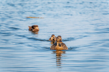 A family of ducks, a duck and its little ducklings are swimming in the water. The duck takes care of its newborn ducklings. Mallard, lat. Anas platyrhynchos