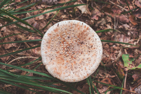 Top view of an old Amanita rubescens mushroom (a.k.a. European blusher). Edible mushroom after cooking. Copy space.