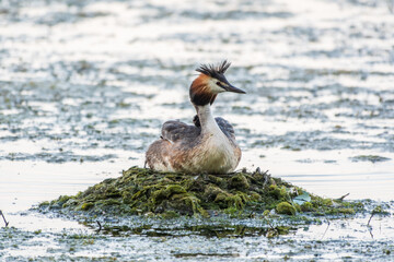 Great Crested Grebe, Podiceps cristatus, water bird sitting on the nest, nesting time on the green lake