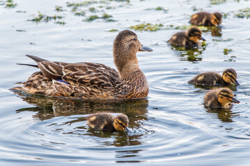 A family of ducks, a duck and its little ducklings are swimming in the water. The duck takes care of its newborn ducklings. Mallard, lat. Anas platyrhynchos