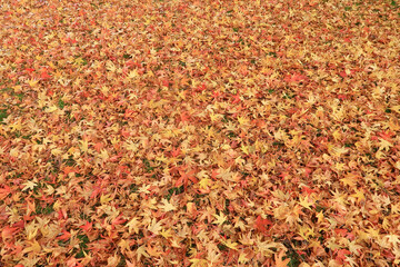 A bed of Autumn leaves covering the ground