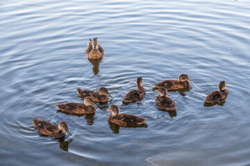 A family of ducks, a duck and its little ducklings are swimming in the water. The duck takes care of its newborn ducklings. Mallard, lat. Anas platyrhynchos