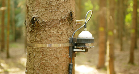 Science dendrometer fire forest risk scientific measurement early warning systems, monitoring forecast current danger wildfires particular wood agriculture crops tree station technology trunk