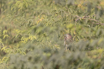 A Brown immature Indian pond heron perched among foliage and almost hidden from view at Surajpur wetland bird sanctuary in India