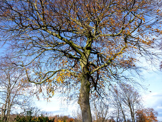 Beech tree with its last few autumn leaves in sunlight