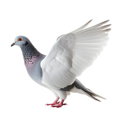 white pigeon isolated on transparent background