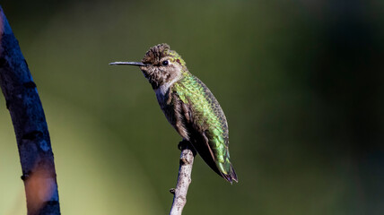 An Ana’s Hummingbird taking its place on a branch