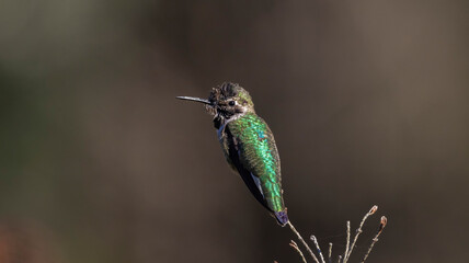 An Ana’s Hummingbird taking its place on a branch