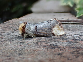 Buff-tip (Phalera bucephala), a moth that mimics birch twigs.