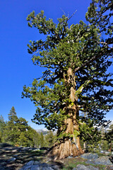 Very old  conifer trees in the High Sierra serve as inspiration for Bonsai Tree Artists to replicate its shape as a small potted plant	