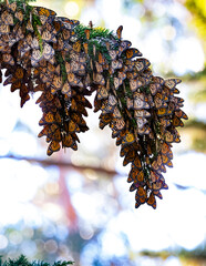 Monarch Butterfly cluster migration in Monterey County
