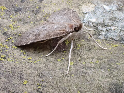 Udea prunalis, the Dusky Pearl moth