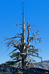 Partially dead tree polished by ice crystals, Ebbetts Pass. These trees in the High Sierra serve as inspiration for Bonsai Tree Artists to replicate its shape as a small potted plant	