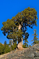 Weather battered conifer tree in the High Sierra serve as inspiration for Bonsai Tree Artists to replicate its shape as a small potted plant	