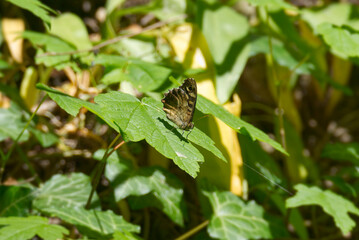Speckled Wood Butterfly (Pararge aegeria) sitting on a green leaf in Zurich, Switzerland