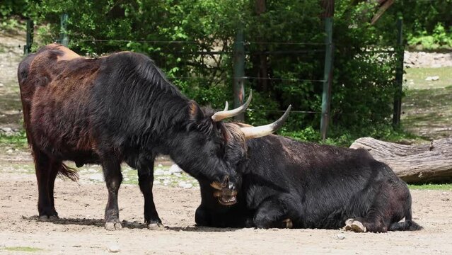 Heck cattle, Bos primigenius taurus, claimed to resemble the extinct aurochs. Domestic highland cattle