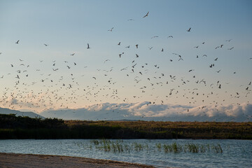 birds on the lake