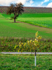 Bäume im Herbst