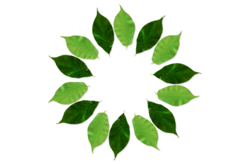 beautiful green leaves frame isolated for nature,religious,art,diwali,new year,hindu religious concept background,cut out on transparent background,PNG format 