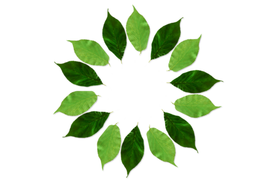 beautiful green leaves frame isolated for nature,religious,art,diwali,new year,hindu religious concept background,cut out on transparent background,PNG format 