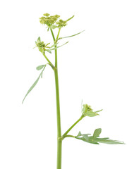 The Lovage blooming plant isolated on white, Levisticum officinale