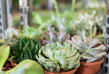 Cultivated cactuses in a row at the flower market