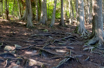 Tree roots that are exposed and gnarly in a lakeside park forest in an eery landscape scene.