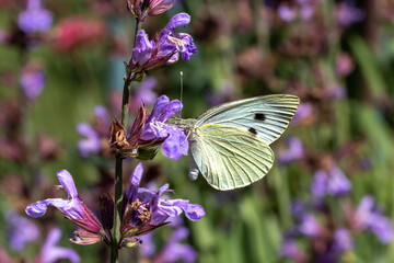 A Large white butterfly ( Pieris brassicae) perched on a purple flower.