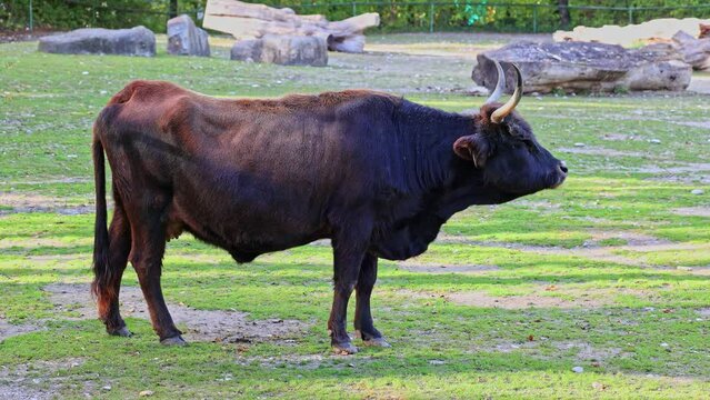 Heck cattle, Bos primigenius taurus, claimed to resemble the extinct aurochs. Domestic highland cattle