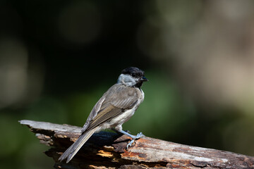 A single Marsh tit (Poecile palustris) perching.