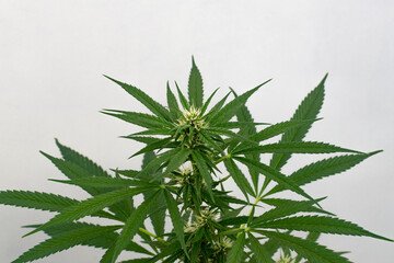 Cannabis plant on a white background