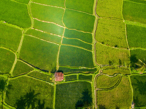 Aerial scenic drone view over rice fields in Bali island. Green rice terraces located next to Ubud city center