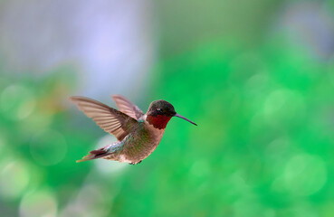 Image of flying Ruby-throated Hummingbird 