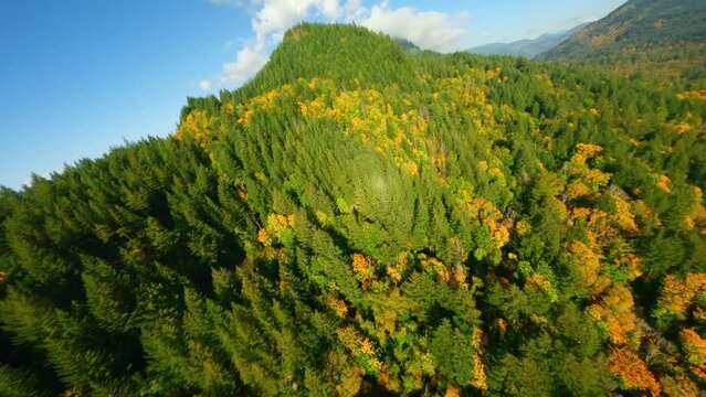 FPV Aerial view of colourful forest on mountain slopes and Harrison Lake. Canada