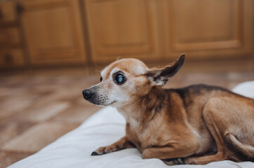 An old blind sick purebred brown dog toy terrier, chihuahua lies on a pillow in a room at home....