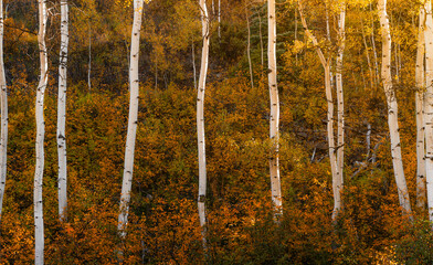 A line of tall Aspen Trees on a forest trail in Colorado. Fall Autumn Season Colorful Yellow, Orange, and Golden Leaves. Warm Sunlight Daytime Scene.