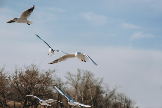 Beautiful wild white seagulls fly on the embankment near the sea against the background of the sky with clouds. Photograph of the animal.
