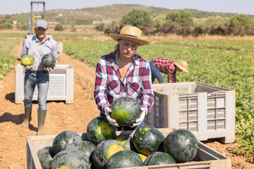 Portrait of female farmer preparing harvested watermelons for transportation on fruit farm