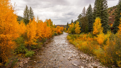 Wilderness Colorado river scene in autumn. Yellow Aspen trees and green pine trees along stream.