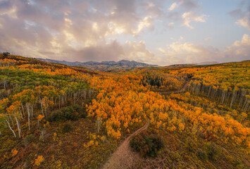 Epic wide sunset aerial view of dirt forest roads over golden yellow Colorado Aspen trees Fall...