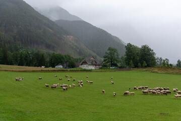 Sheeps on meadow in Jezersko, Slovenia