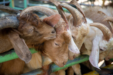 Goats in wooden shelter of goat farm