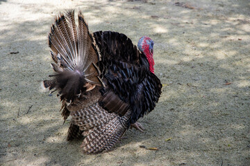 Male turkey of the Caucasian bronze breed standing