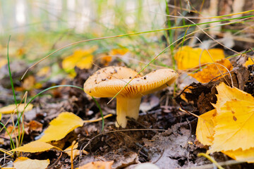 mushroom in a beautiful autumn forest