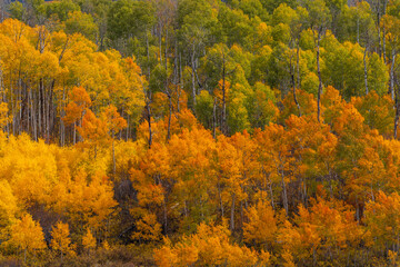 Bright Autumn forest scenery of green and yellow aspen trees in Kebler Pass, Colorado.