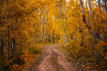 Fototapeta premium Magical forest dirt road trail leading through yellow Aspen trees and warm golden day light.