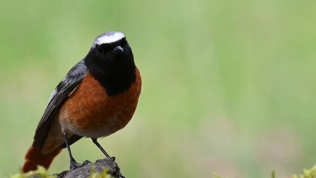 Common Redstart Phoenicurus phoenicurus is a songbird. A bird sings in the forest.