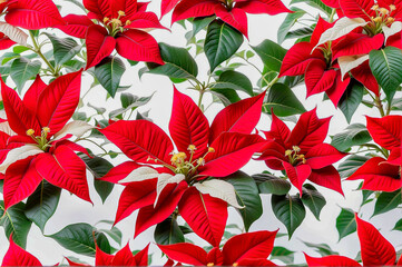 Euphorbia pulcherrima, christmas poinsettia, red and white color close up