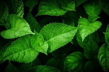 Background of green hydrangea leaves. selective focus